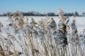 Stilleven van besneeuwd riet.